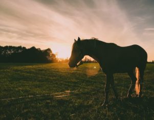 El ciego y el caballo